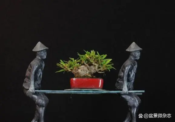 盆景种植技术_种植盆景技术要点_种植盆景技术视频