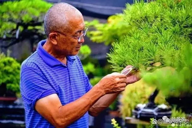 种植盆景技术要点_盆景种植技术_种植盆景技术视频