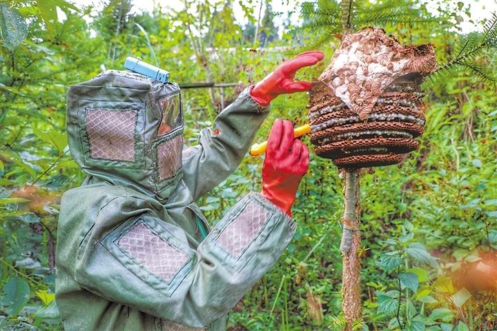 罗平农民林下“掘金”