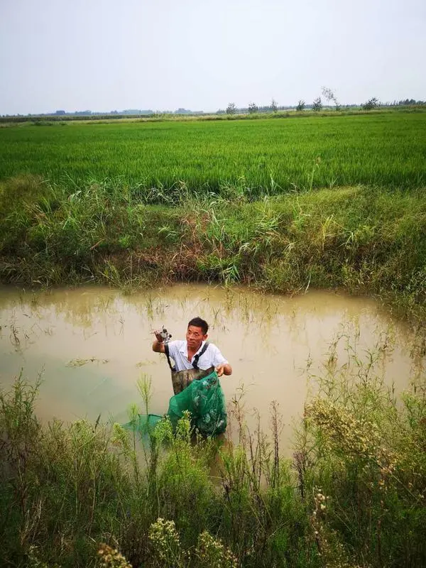 致富经水稻_致富经稻里生财_致富经稻花鱼视频