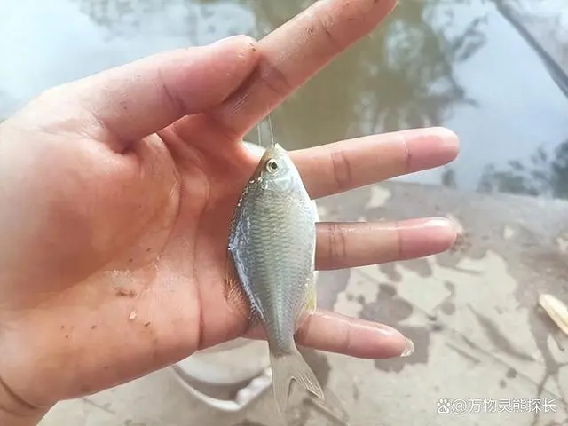 养殖鱼怎么养殖_鳑鲏鱼的养殖技术_养殖鱼技术大全