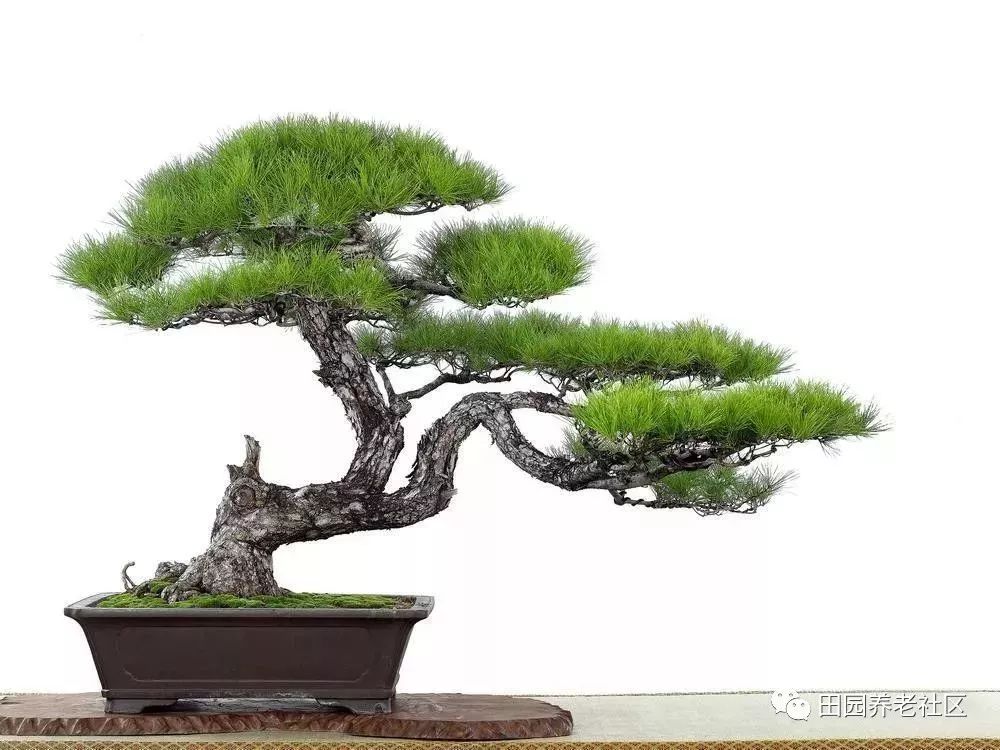 如何种植盆景_盆景种植技术_种植盆景技术要求