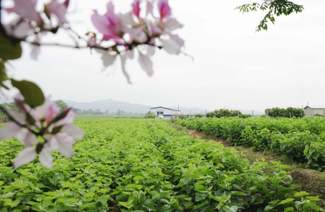 养蚕卖蚕茧可以赚钱吗_养蚕致富新出路_致富经养蚕不为卖蚕茧