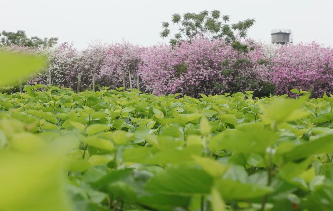 养蚕致富新出路_致富经养蚕不为卖蚕茧_养蚕卖蚕茧可以赚钱吗