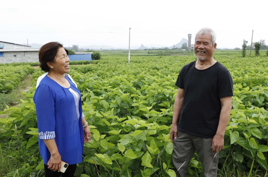 致富经养蚕不为卖蚕茧_养蚕卖蚕茧可以赚钱吗_养蚕致富新出路