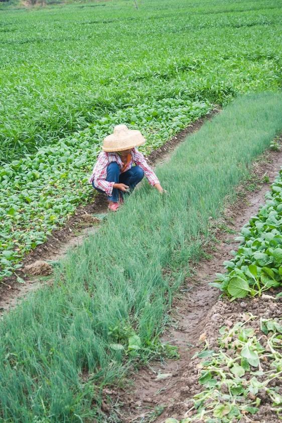 地瓜下种植技术_地瓜种植技术教程_种植地瓜技术下雨怎么办