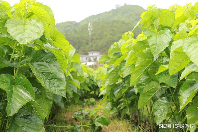 致富经养蚕不为卖蚕茧_致富卖养蚕蚕茧为什么不卖_养蚕卖蚕茧可以赚钱吗