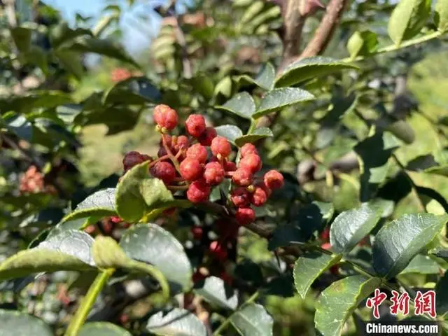 致富种植黄芩怎么样_黄芩种植致富_黄芩种植收益