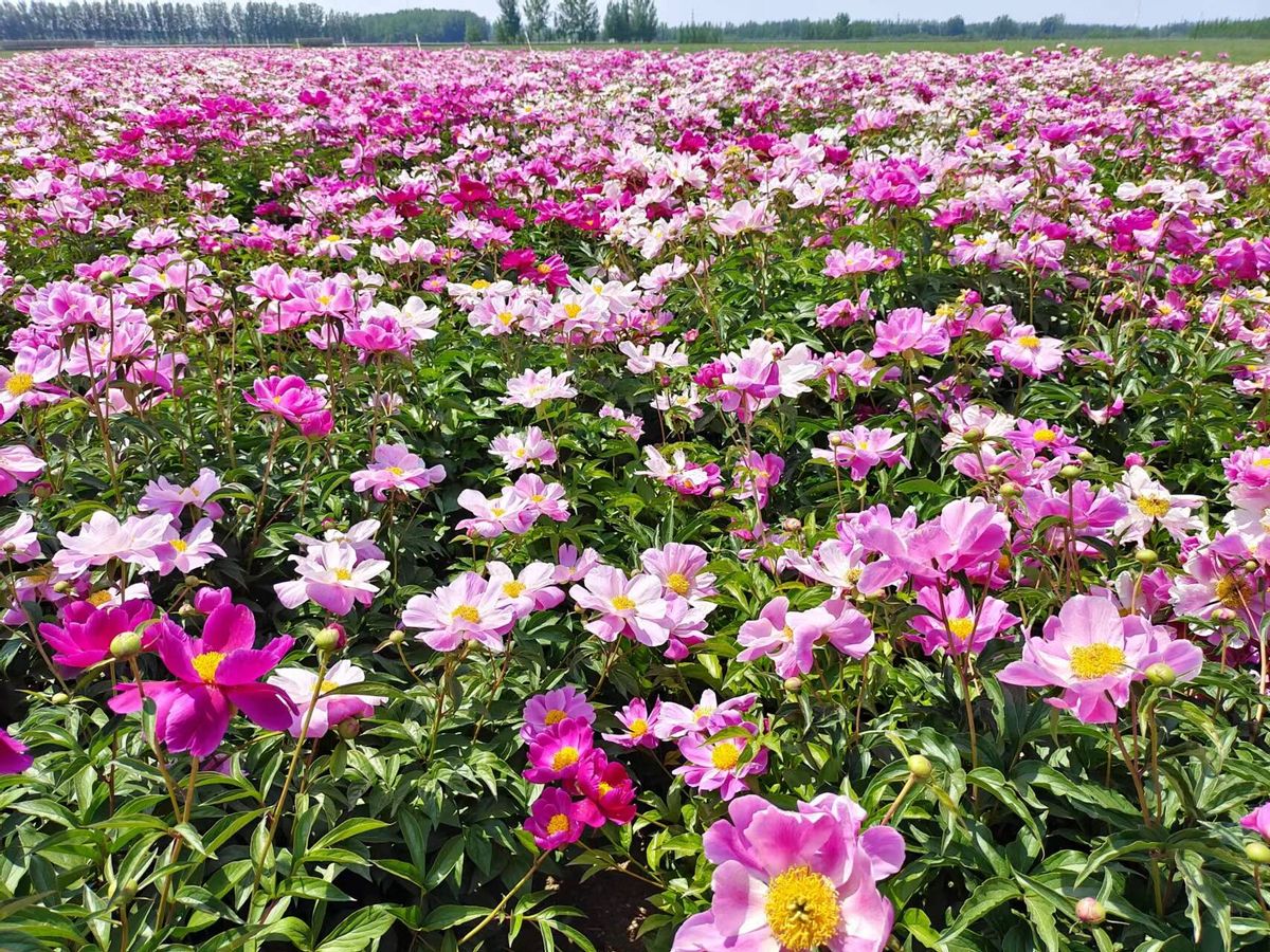 做鲜花批发_种植鲜花批发致富_鲜花批发赚钱不