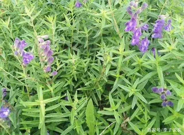 致富种植黄芩图片_黄芩种植致富_致富种植黄芩怎么样