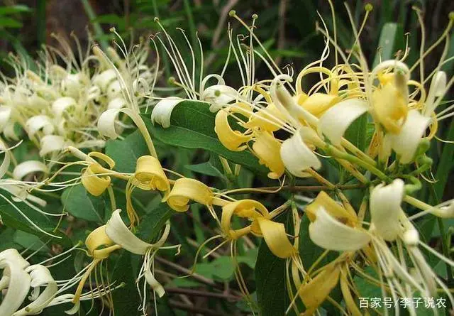 致富种植黄芩图片_黄芩种植致富_致富种植黄芩怎么样