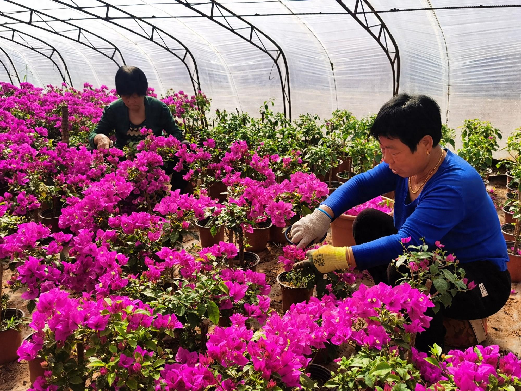 种植鲜花批发致富_鲜花批发找货源_种植花卉致富