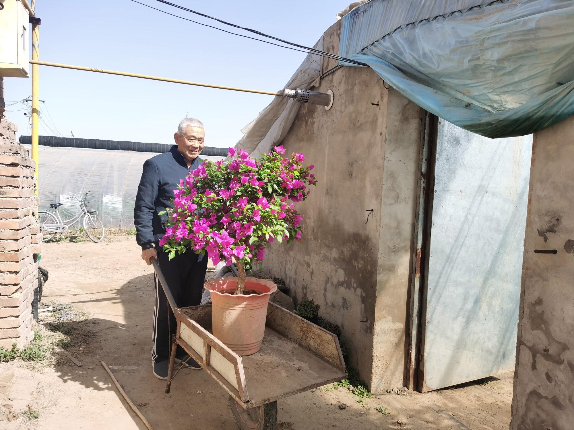 种植花卉致富_种植鲜花批发致富_鲜花批发找货源