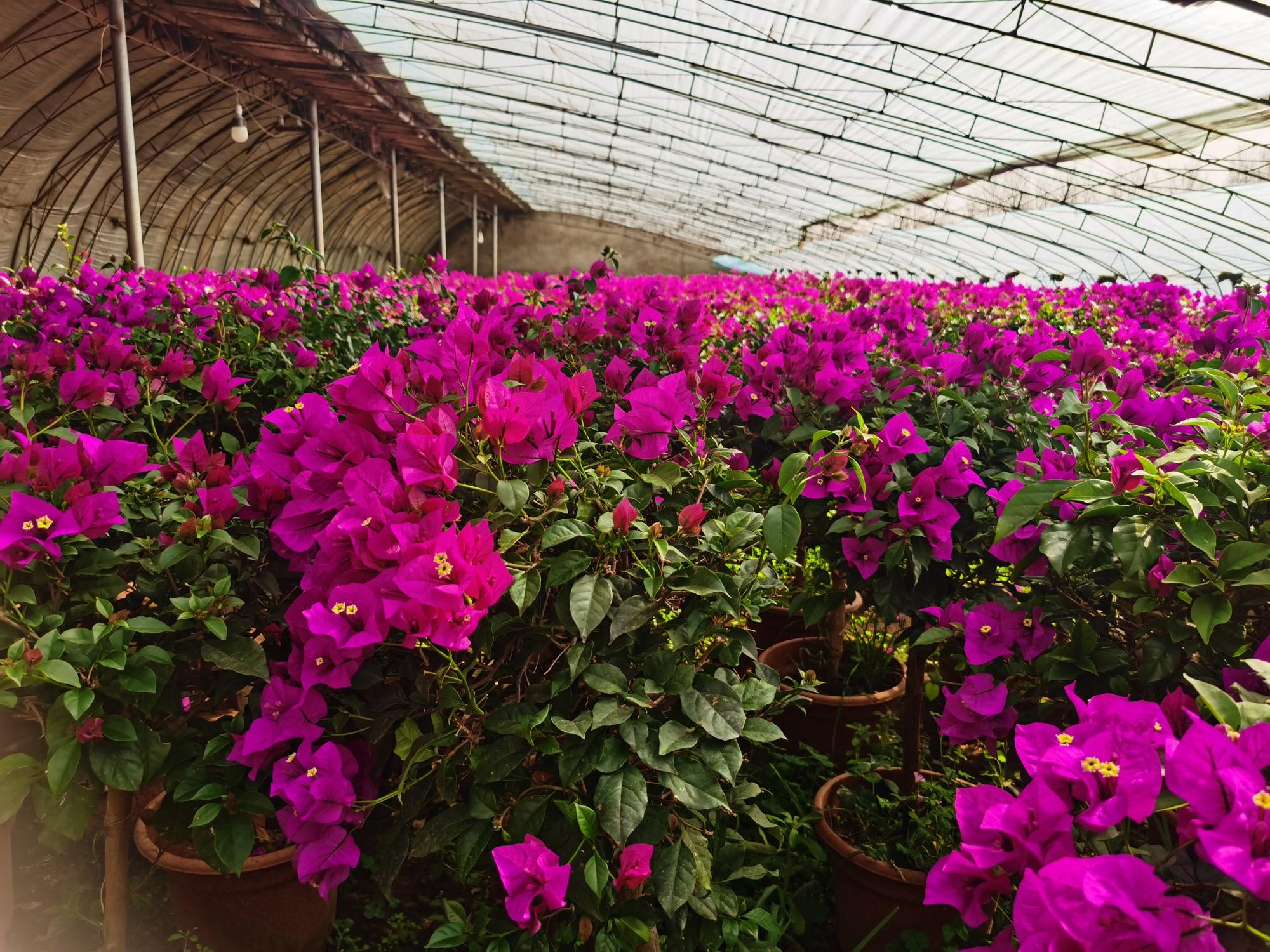 种植鲜花批发致富_种植花卉致富_鲜花批发找货源