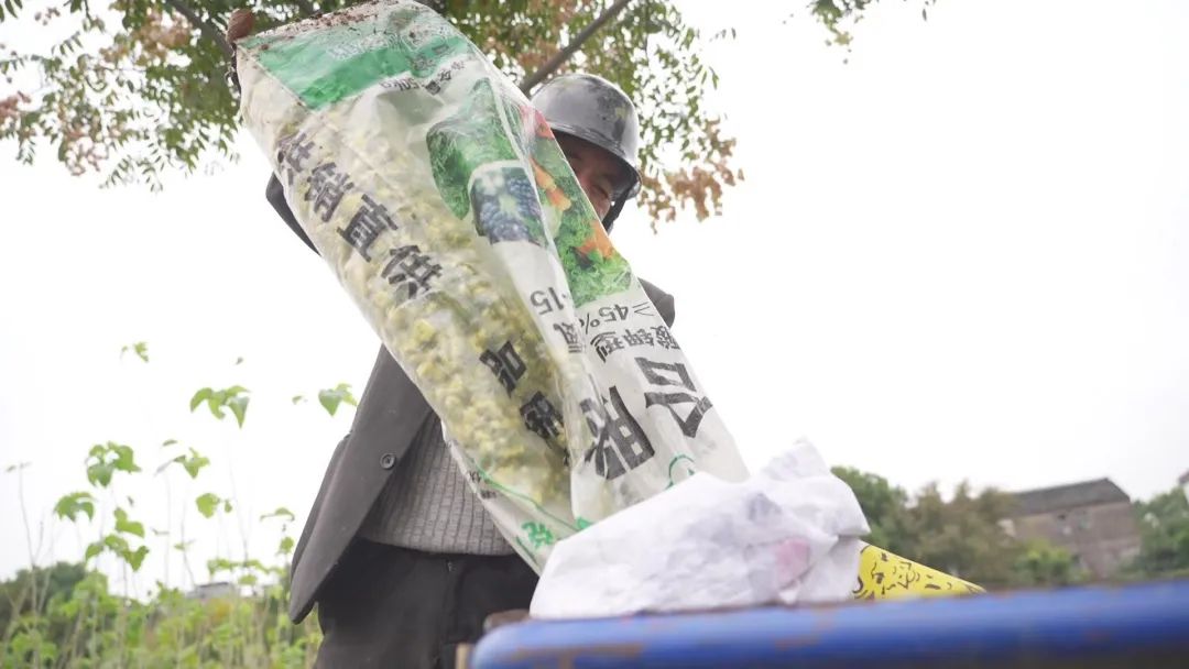 胎菊种植致富_致富种植胎菊图片大全_致富种植胎菊图片