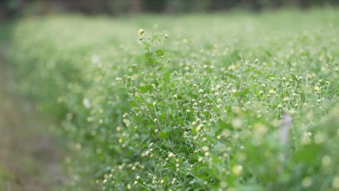 胎菊种植致富_致富种植胎菊图片_致富种植胎菊图片大全