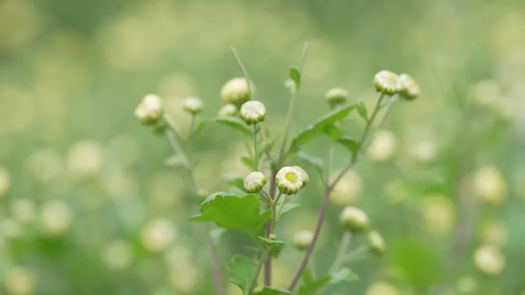 致富种植胎菊图片_致富种植胎菊图片大全_胎菊种植致富