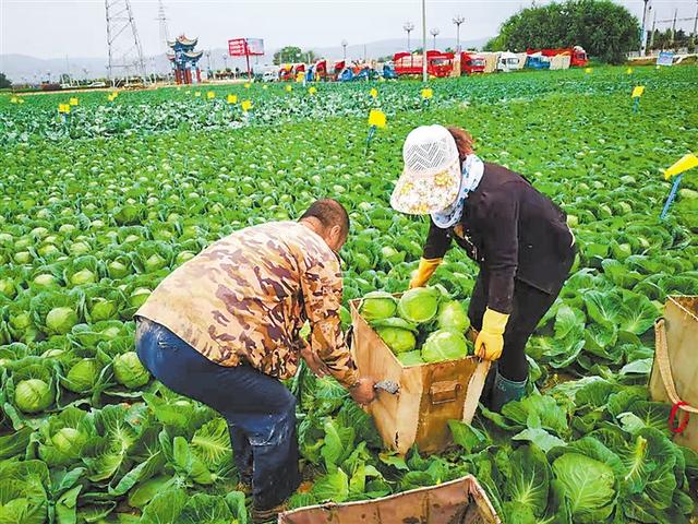 记者给您讲述兰州高原夏菜的“台前幕后”故事（上）