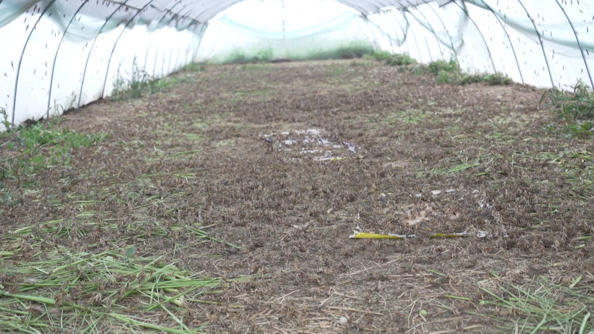 菏泽成武：害虫变身“致富虫” 小蚂蚱让农户增收致富