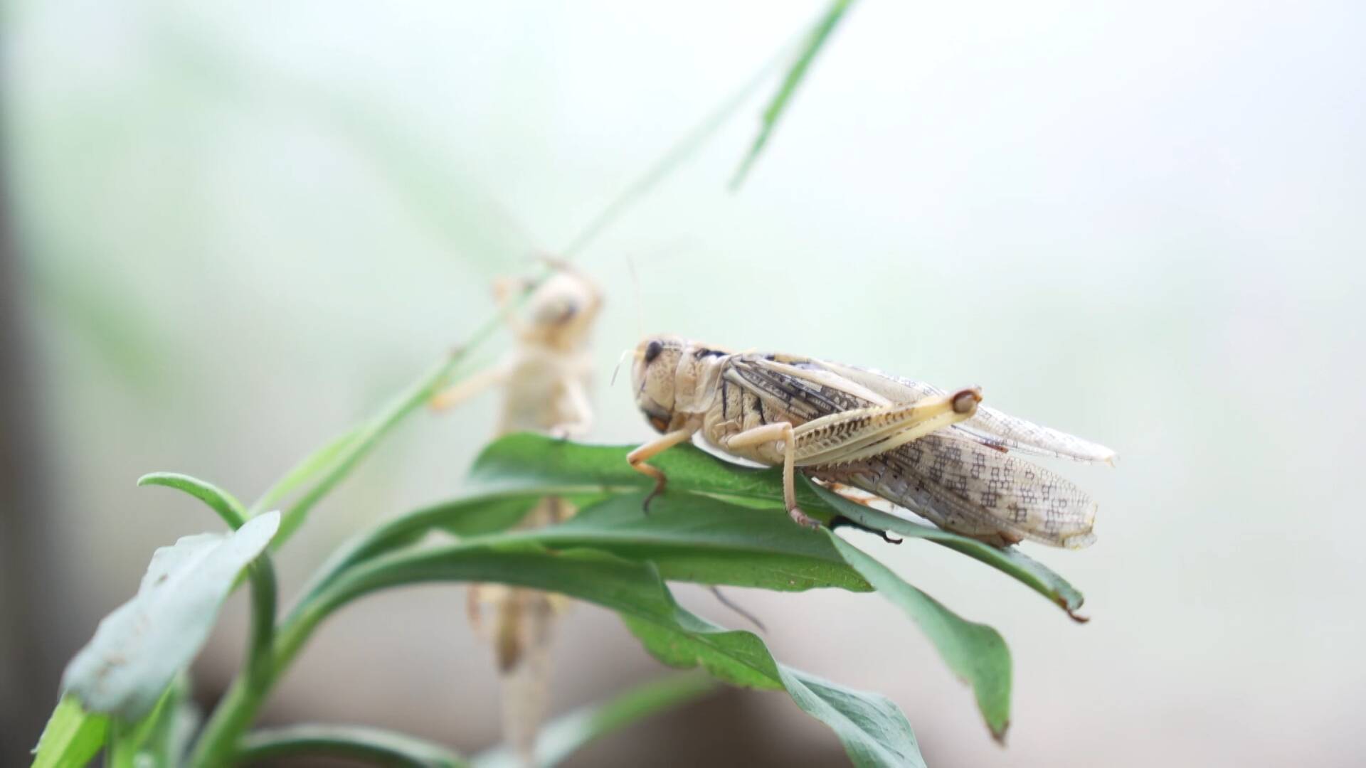 致富经养蛆_致富养殖虫_致富经红虫养殖