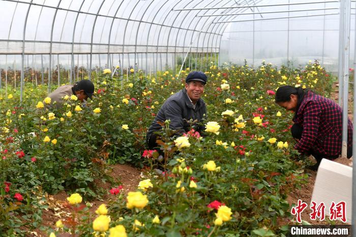 甘肃上湾：鲜花种植托起致富梦