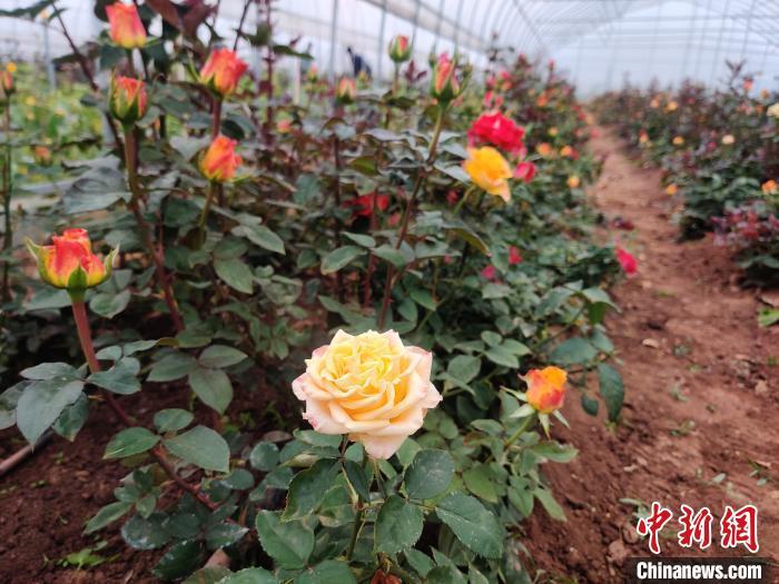 鲜花批发赚钱不_种植鲜花批发致富_鲜花种苗批发