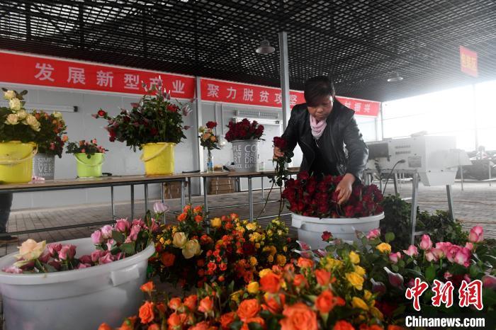 种植鲜花批发致富_鲜花种苗批发_鲜花批发赚钱不