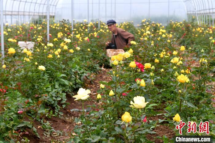 鲜花种苗批发_鲜花批发赚钱不_种植鲜花批发致富