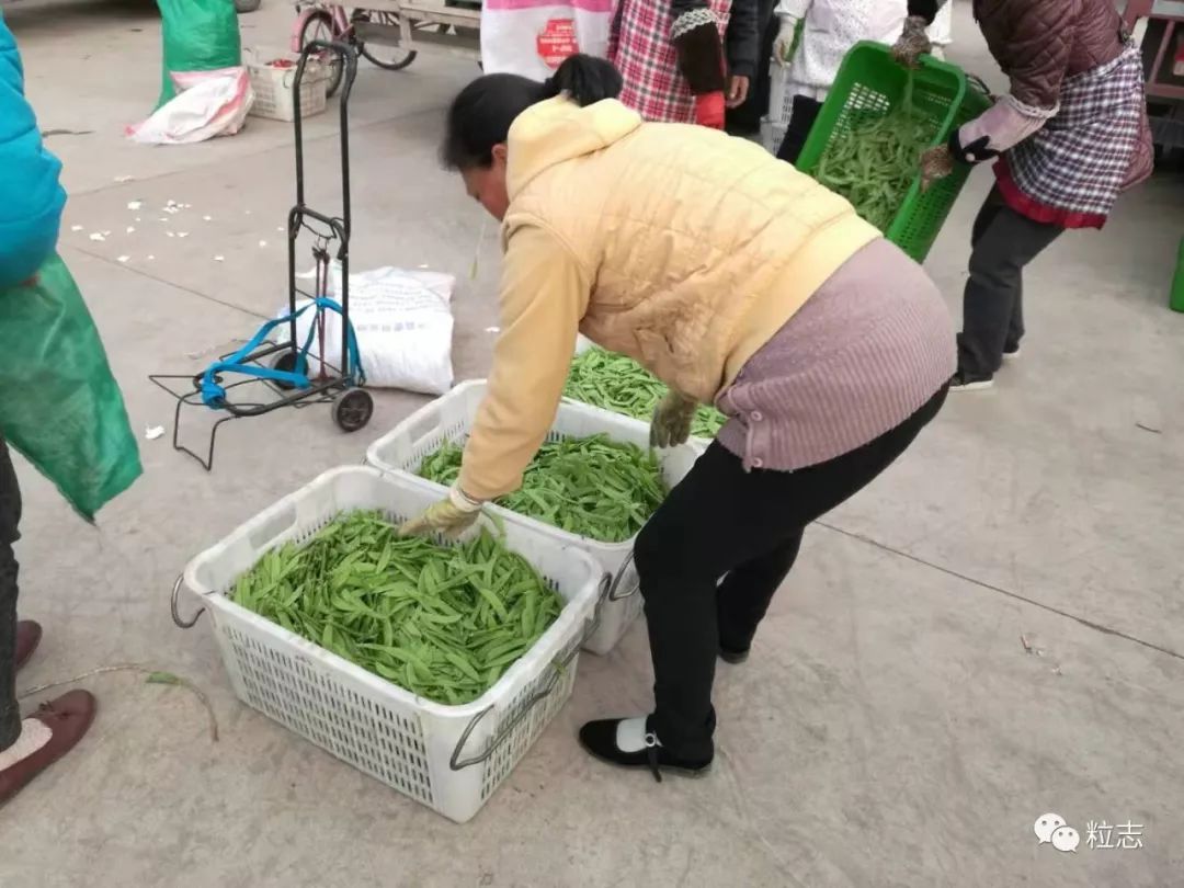 种植菜豌豆致富_豌豆种植技术_致富豌豆种植菜怎么种