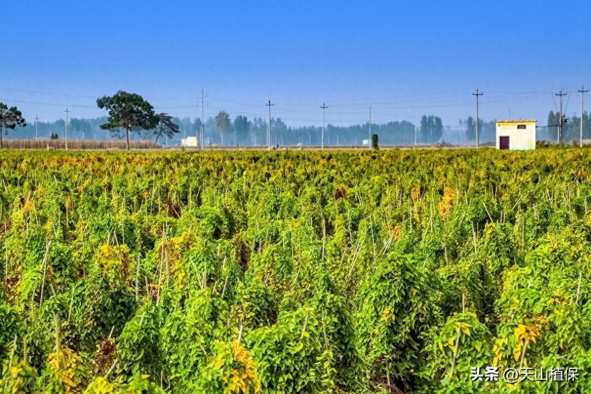 山药种植新技术视频_山药最新种植技术_山药种植最新技术是什么