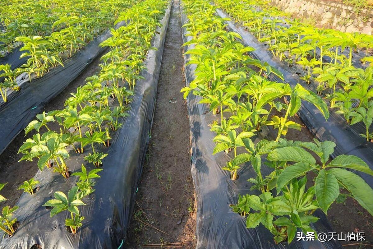 山药种植最新技术是什么_山药种植新技术视频_山药最新种植技术