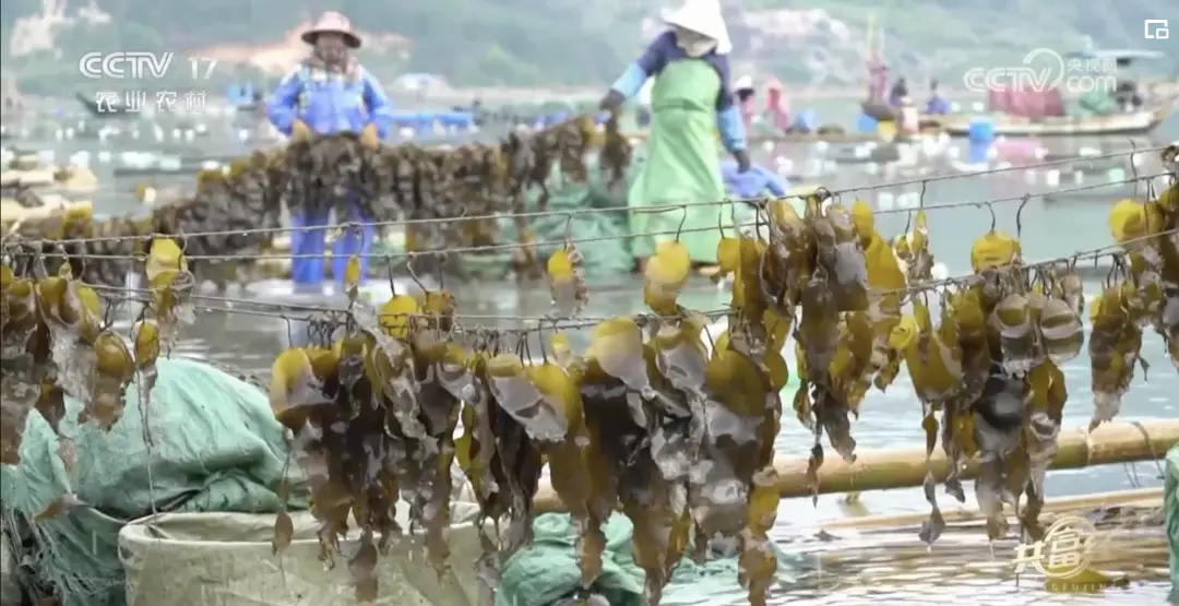 海带标准化养殖技术_养殖海带的有利条件_海带养殖场图片