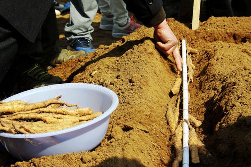 山药最新种植技术_山药种植最新技术要求_山药种植最新技术是什么