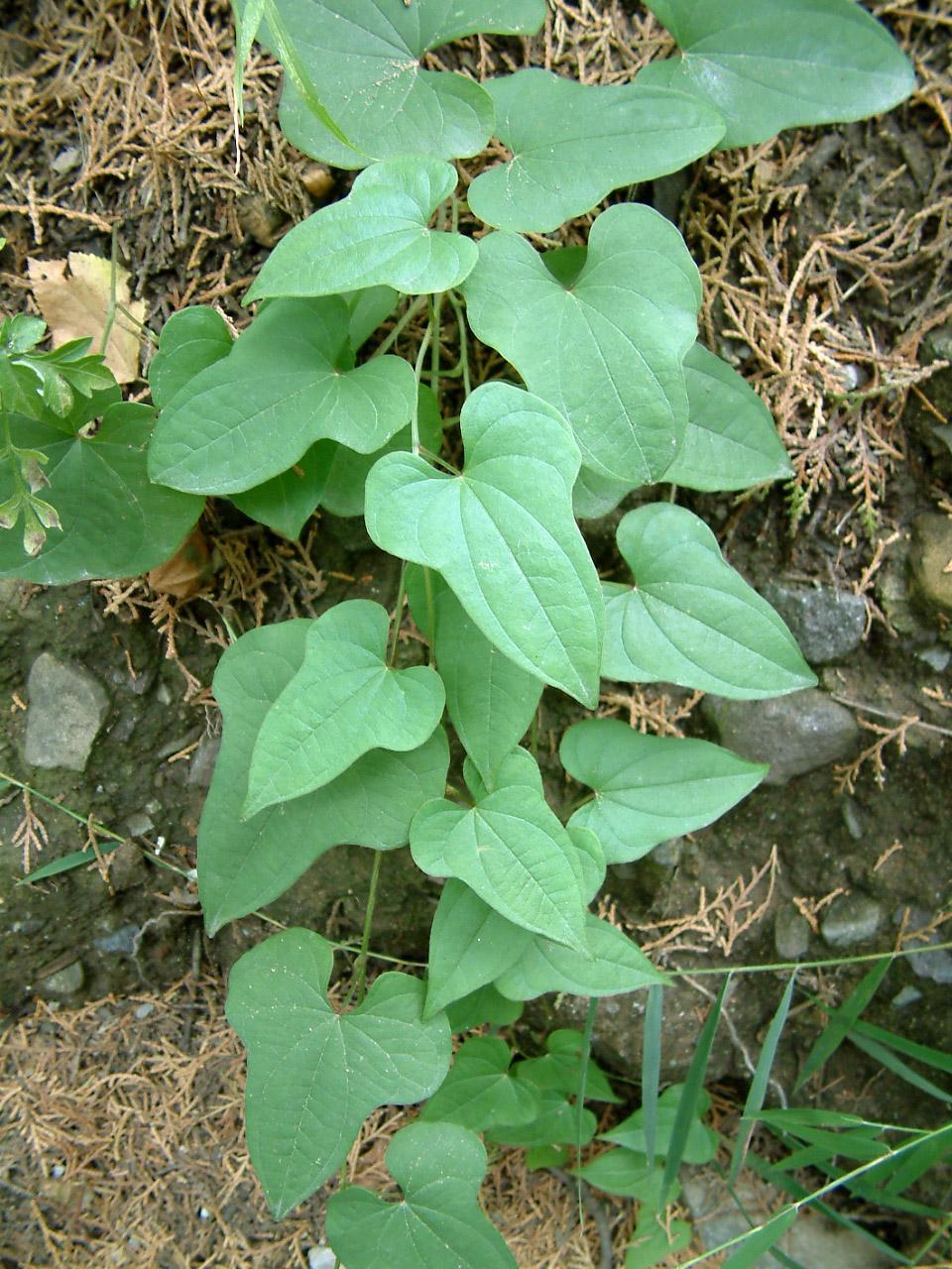 山药种植技术视频2018_山药最新种植技术_山药种植新技术视频