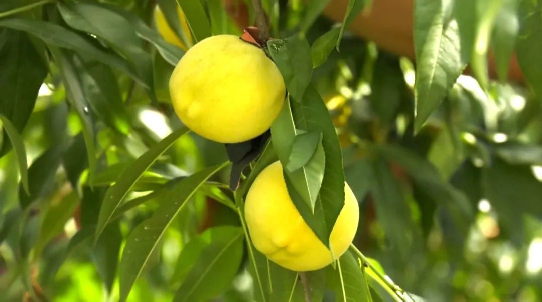 孝感农业致富种植各种水果网_沧源种植致富_农村致富种植