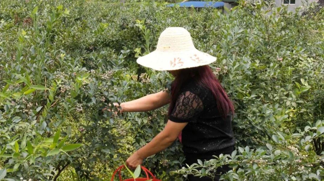 孝感农业致富种植各种水果网_农村致富种植_沧源种植致富