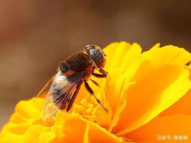 蜂蜜养殖技术培训_蜂蜜的养殖技术_蜂蜜养殖技术可以申报非遗吗