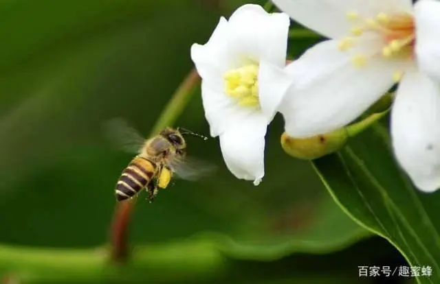 蜂蜜养殖技术可以申报非遗吗_蜂蜜养殖技术培训_蜂蜜的养殖技术