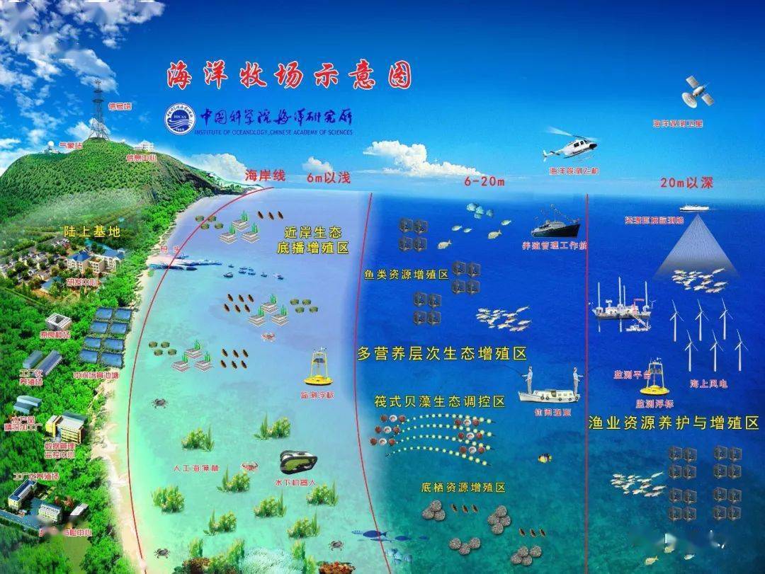 海带养殖赚钱吗_海带标准化养殖技术_海带养殖场图片