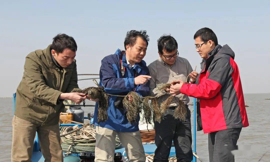 海带标准化养殖技术_海带养殖场图片_海带养殖赚钱吗