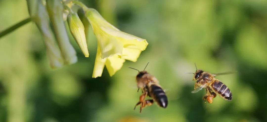 蜂蜜的养殖技术_蜂蜜养殖技术可以申报非遗吗_蜜蜂养殖技术及蜜蜂养殖方法