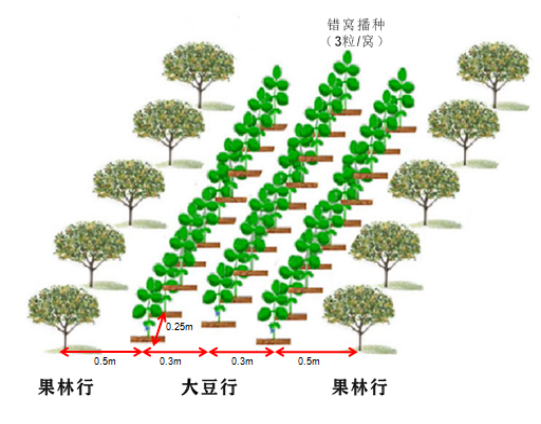 最新种植模式和技术_种植最新模式技术研究_最新的种植技术