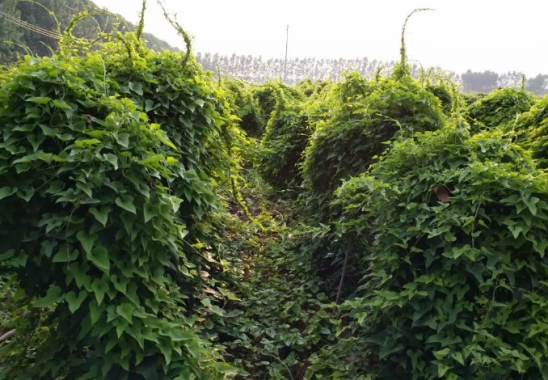 山药种植最新技术是什么_山药种植新技术视频_山药最新种植技术