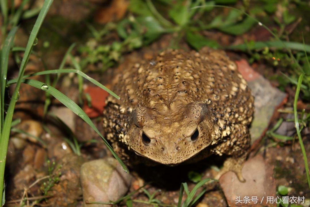 央视致富经蟾衣_蟾衣和蟾皮价格_蟾衣价格