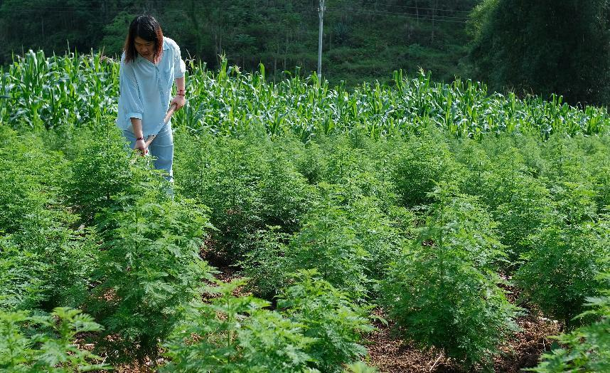 致富山区种植农作物_山区致富种植_致富山区种植什么好