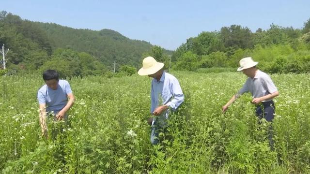 山区种植项目_致富山区种植什么最好_山区致富种植