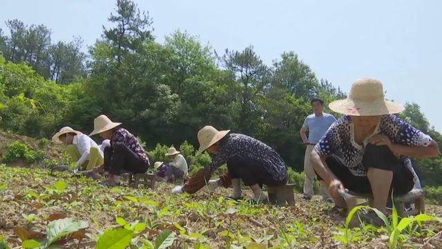 山区种植项目_山区致富种植_致富山区种植什么最好