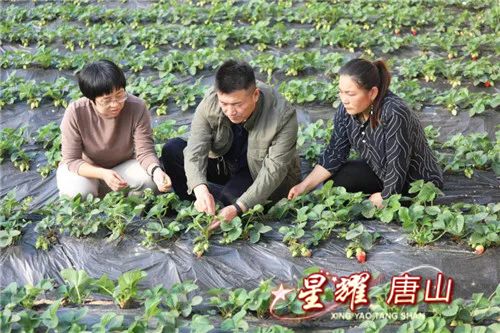 种植最新模式技术是什么_最新的种植技术_最新种植模式和技术