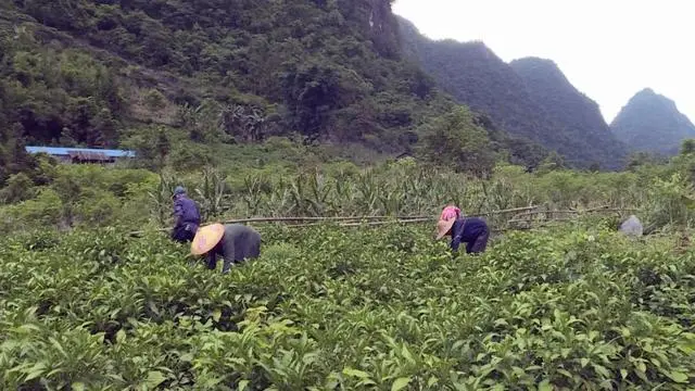 山区种植项目_致富山区种植农作物_山区致富种植