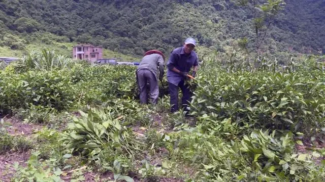 山区致富种植_山区种植项目_致富山区种植农作物